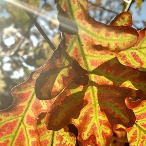 Meet your Posher, Jeannine